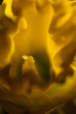 daffy dafs-1