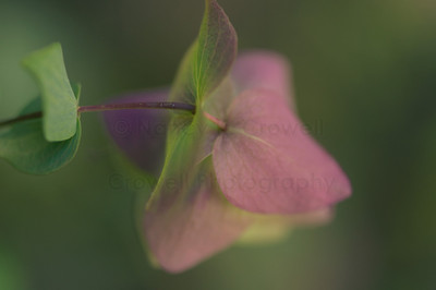 ornamental oregano-5