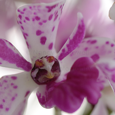 Orchid-12