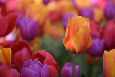Tulip-30