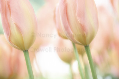 Tulip-31
