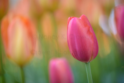 Tulip-32