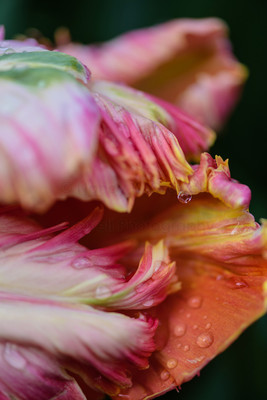 Tulip-33
