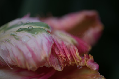 Tulip-34