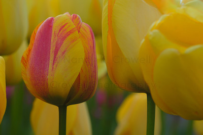 Tulip-35