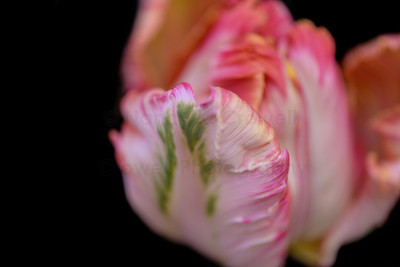 Tulip-36