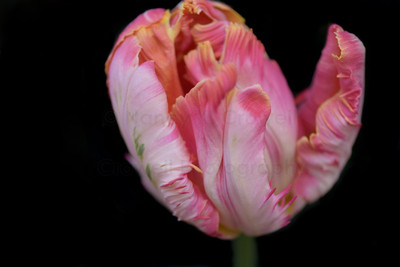 Tulip-37