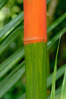 bamboo-3
