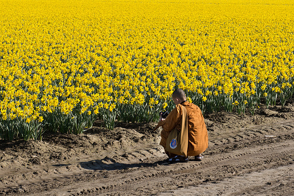 Daffodils of Skagit Valley-9