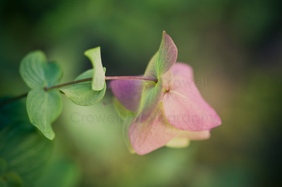 ornamental oregano-4