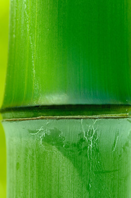 bamboo