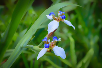 White and Blue Iris