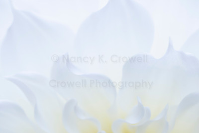 Dahlia-6