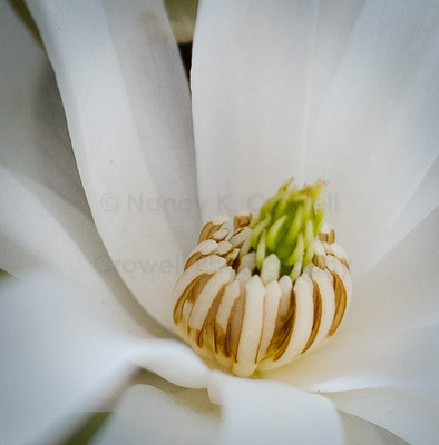 star magnolia