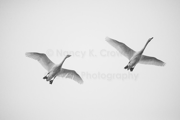 Swans-1
