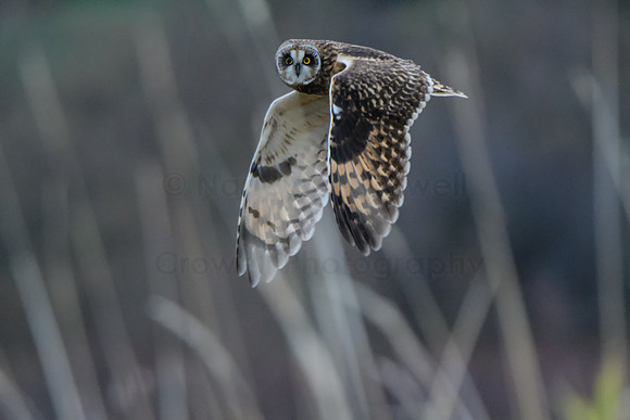 Short Eared Owl-1