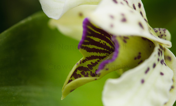 Orchid-5