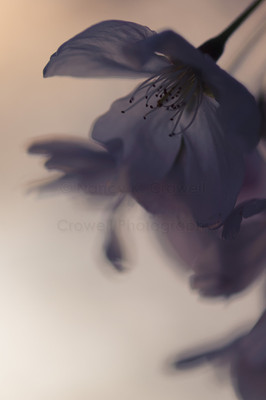 Blossom 09