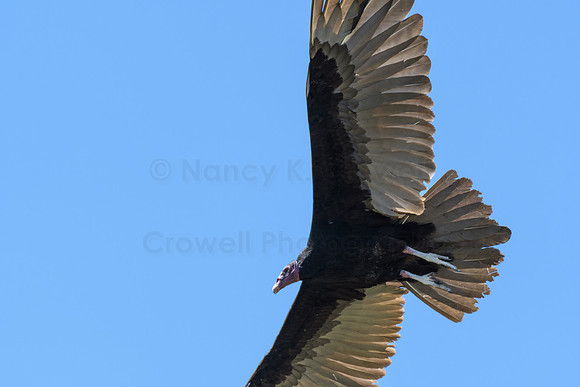 Turkey Vulture
