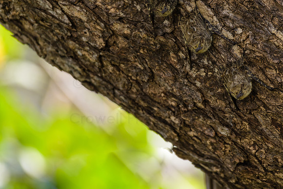 Long nosed bats