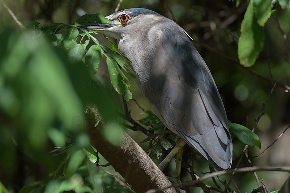 Blue capped heron