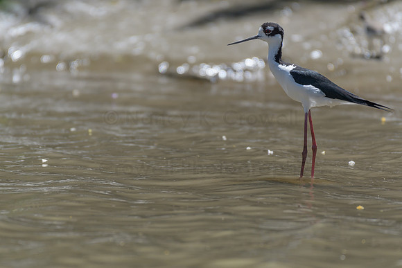 Black headed stilt