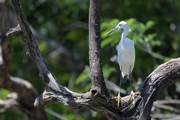 Snowy egret with tennis shoes