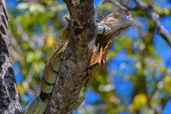 Male Iguana