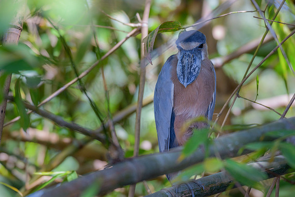 Boat-billed heron