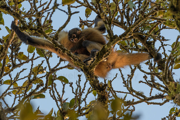 Spider monkeys