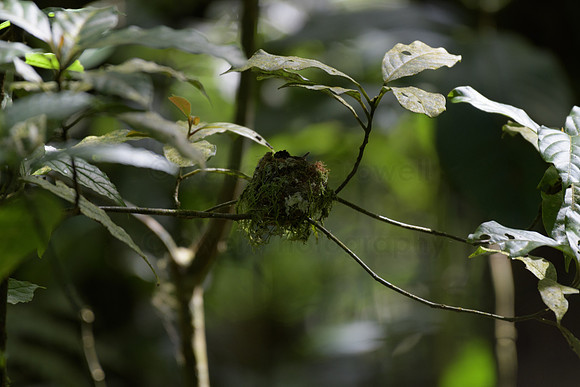 Hummingbird nest