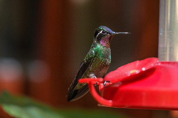 Hummingbird at feeder