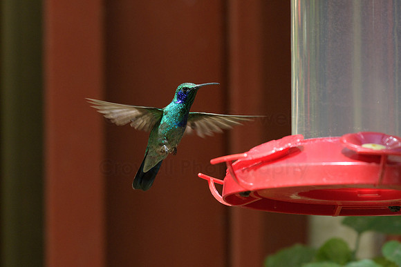 Hummingbird at feederflying