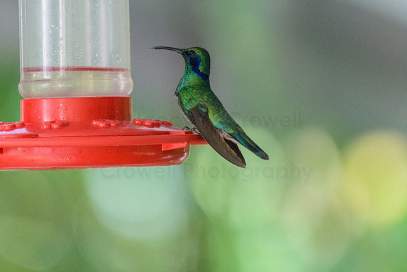Hummingbird at feeder number 2