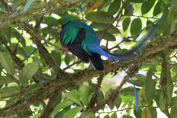 Resplendent Quetzel
