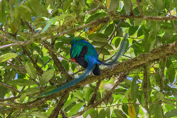 Resplendent Quetzel