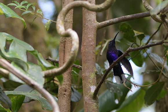 Purple hummingbird