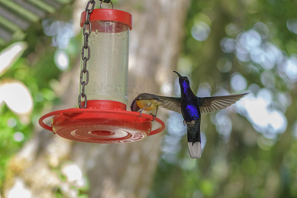 Purple hummingbird in flight