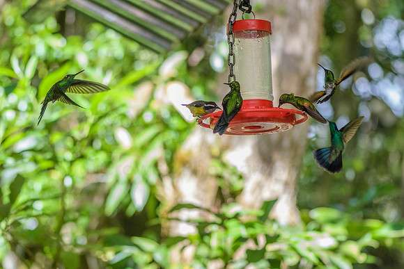Hummingbird traffic jam