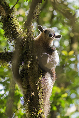 Anteater as Yoda