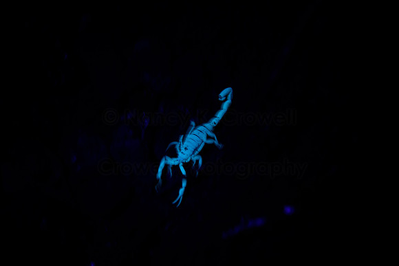 Scorpion