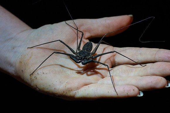 Whip Tailed Scorpion