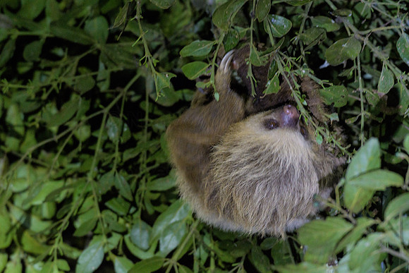 Two-toed sloth