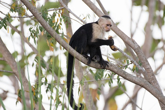 White faced monkey