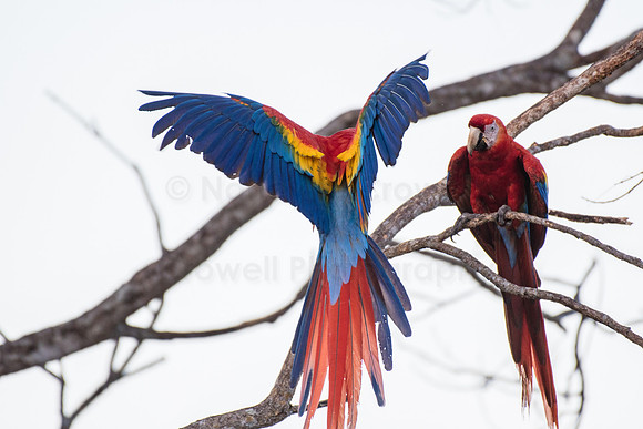 Scarlet Macaws
