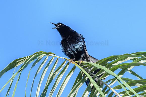 Grackle