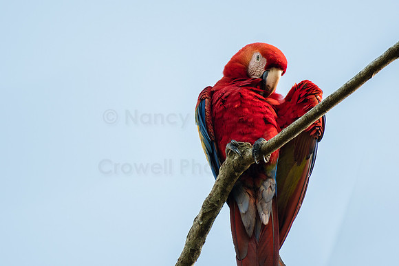 Scarlet macaw