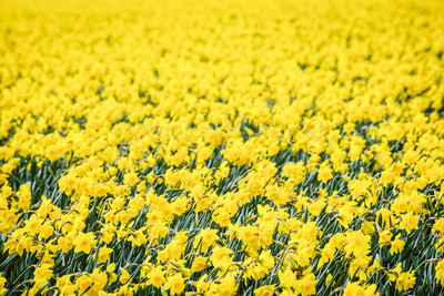 Wind blown daffs