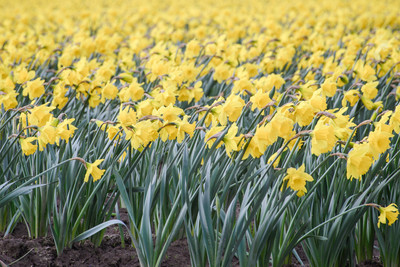 Wind blown daffs 2