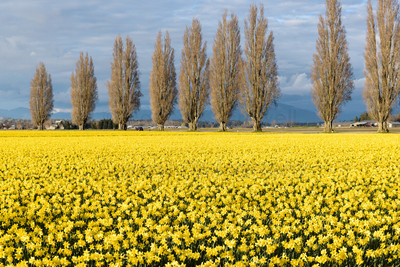 Poplar Row with Daffodils